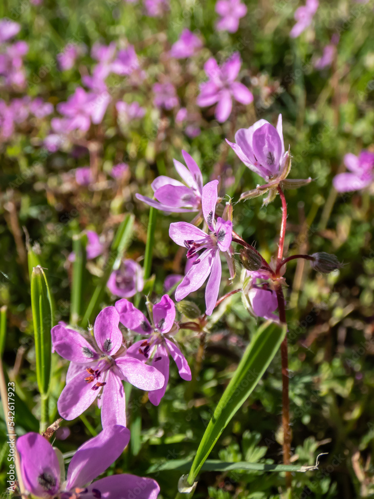 Macro shot of the bright pink flower - the common stork's-bill, redstem filaree, redstem stork's bill or pinweed (Erodium cicutarium) bloomin in summer Macro shot of the bright pink flower - the common stork's-bill, redstem filaree, redstem stork's bill or pinweed (Erodium cicutarium) bloomin in summer