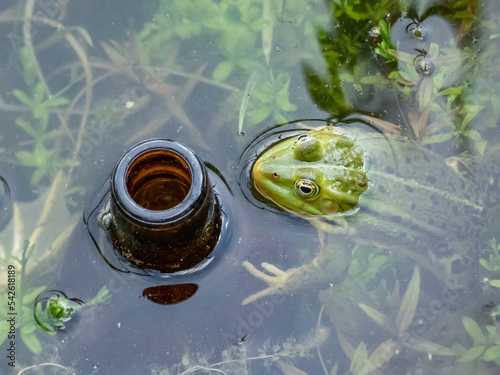 Close-up shot of a common water frog (Pelophylax esculentus) in water next to a beer bottle thrown in water. Pollution and wildlife photo