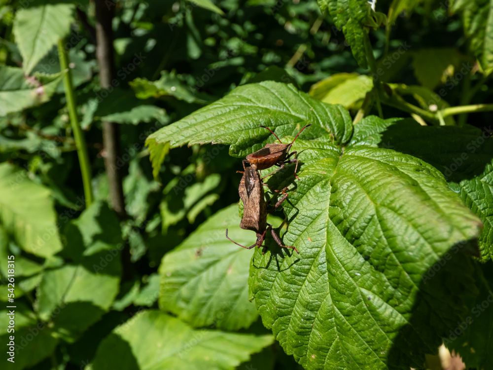Close-up shot of a the dock bugs (true bug) (Coreus marginatus) - medium-sized speckled brown in a group with mating behaviour on a green leaf Close-up shot of a the dock bugs (true bug) (Coreus marginatus) - medium-sized speckled brown in a group with mating behaviour on a green leaf