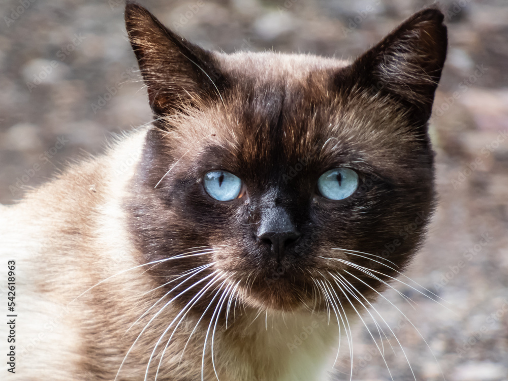 Close-up shot of the Siamese Cat with stunning blue eyes relaxing outdoors on asphalt in sunlight