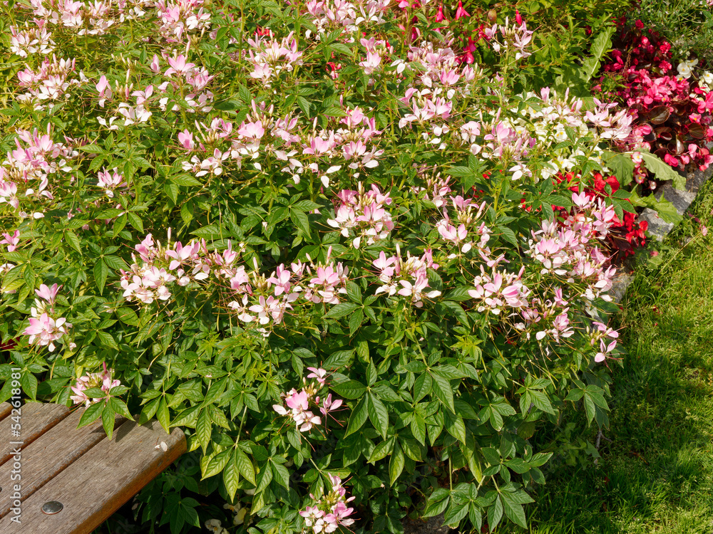 (Tarenaya hassleriana oder Cleome spinosa) Blumenbeete von Weiß bis Hellrosa Sorte der Spinnenblumen oder Spinnenpflanzen