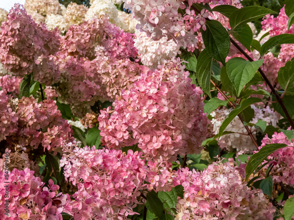 Paniculate hydrangea (Hydrangea paniculata) 'Vanille Fraise' (Renhy) flowering with fluffy, loose, pyramid-shaped creamy-white flower panicles that turn pink