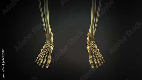 Foot bone of human skeleton photo