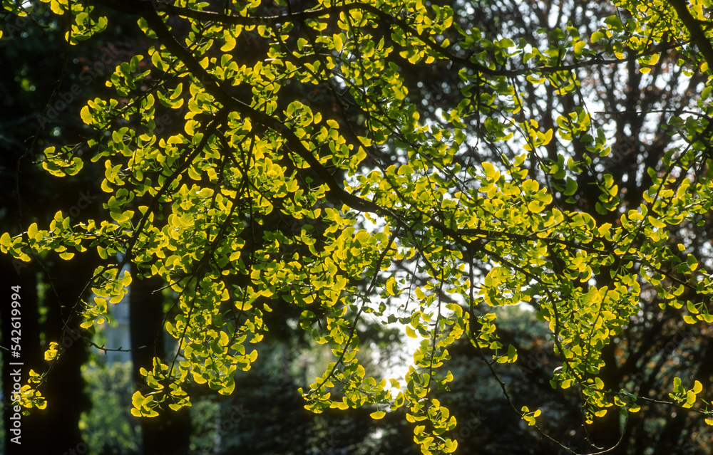 Arbre aux abricots d'argent; Arbre aux quarante écus; Ginkgo biloba; Arbre aux abricots d'argent; Arbre aux quarante écus; Ginkgo biloba;