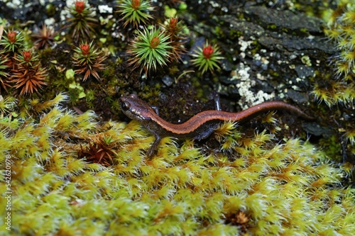 Closeup on a juvenile of the rare and protected Californian Scot Barr salamander , Plethodon asupak photo