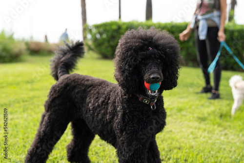 Black standard poodle in the park on green grass with a ball in his mouth. photo