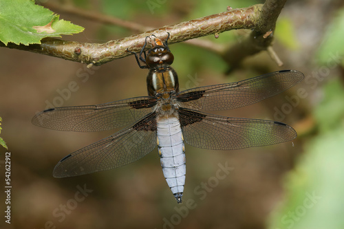 Closeup on a blue male Broad bodied chaser dragonfly, Libellula depressa, hanging in the vegetation