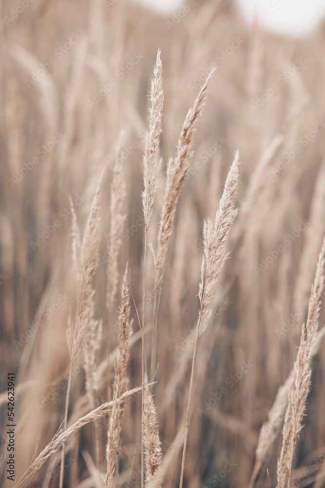 Obraz premium Pampas grass in autumn. Natural background. Dry beige reed. Pastel neutral colors and earth tones. Banner. Selective focus.
