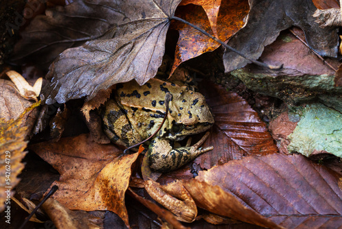 Foto Common frog rana temporaria in autumn leaves