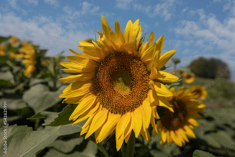 Sunflower field against blue sky on a sunny day Sunflower field against blue sky on a sunny day
