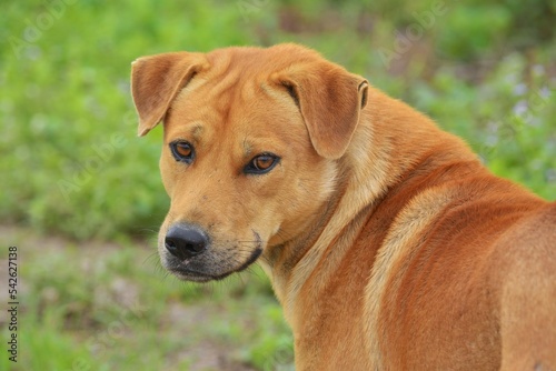 portrait of a dog