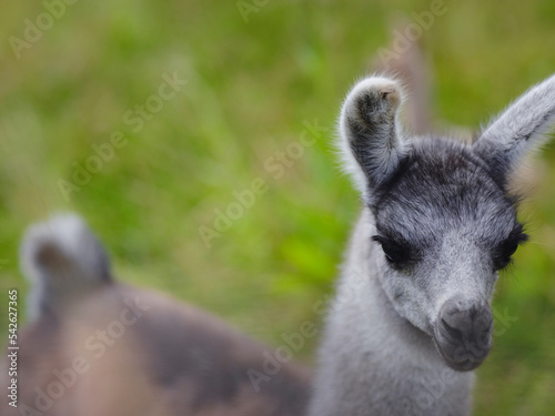 Beautiful sunrise farm scene with group of grey, brown and black alpacas walking and grazing on grassy hill backlit at sunrise with trees in background. Summer in French farmland