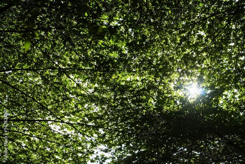 Bottom View of Flacourtia Rukam Tree Background with Sunlight Beam. photo