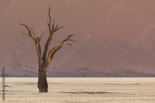 Deadvlei  white clay pan located inside the Namib-Naukluft Park in Namibia.Africa.