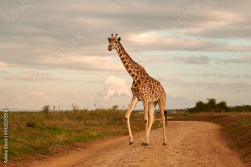 giraffe in the sunset, giraffe walking in the sunset