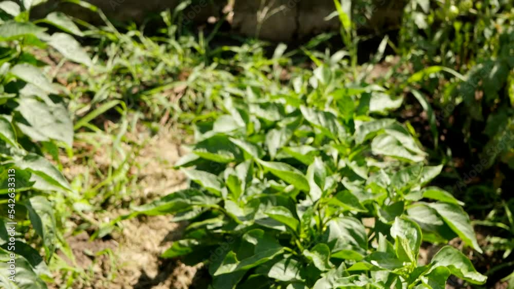 Vegetable plants growing in a row. Organic food cultivated Vegetable plants growing in a row. Organic food cultivated