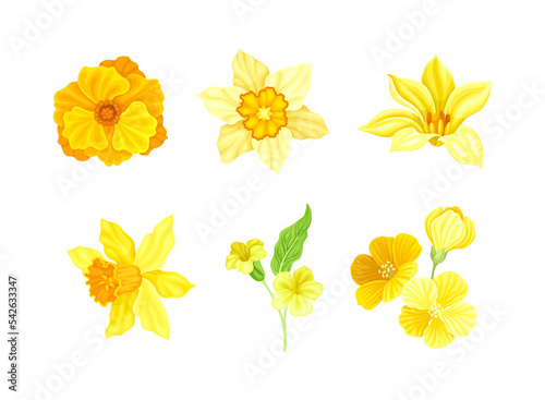 Set of beautiful yellow flowers set. Elegant delicate blooming plants vector illustration