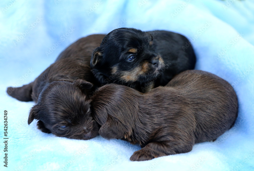 Biewer Terrier puppies sleep on a blue blanket. Biewer Terrier puppies sleep on a blue blanket.