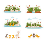 Waterfowl swimming in pond set. Ugly duckling fairy tale scenes. Lonely duckling finding new family cartoon vector illustration