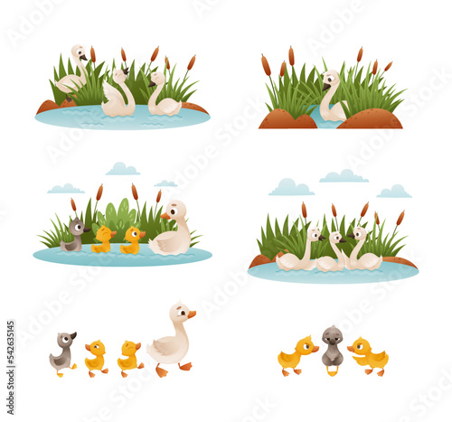 Waterfowl swimming in pond set. Ugly duckling fairy tale scenes. Lonely duckling finding new family cartoon vector illustration