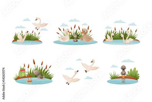 Waterfowl swimming in pond set. Ugly duckling fairy tale scenes cartoon vector illustration photo