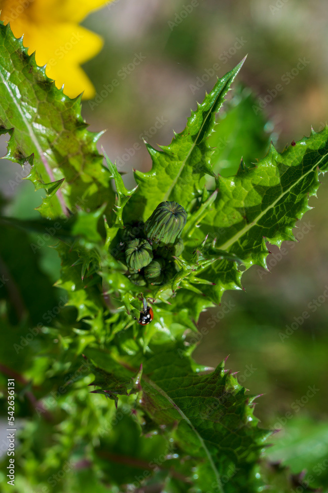 Detail of green bud of Sonchus asper plant with pointed leaves and red ladybird.
