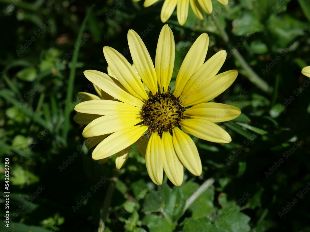 Arctotheca calendula is a plant in the sunflower family commonly known as capeweed, plain treasureflower, cape dandelion, or cape marigold. Arctotheca calendula is a plant in the sunflower family commonly known as capeweed, plain treasureflower, cape dandelion, or cape marigold.