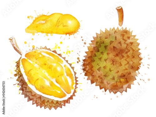 Watercolor isolated illustration set of durian 