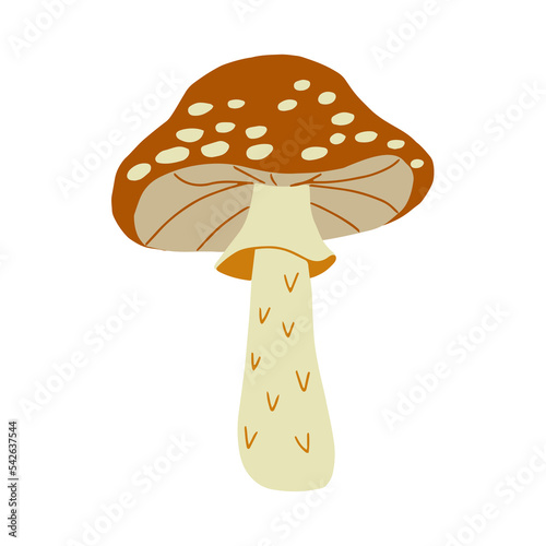 Magic mushroom forest decorative in natural colors. Сhanterelle, agaric, death cap. Autumn forest. Hand drawn vector illustration