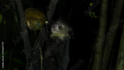 Aye-aye, Daubentonia madagascariensis, night animala from Akanin’ ny nofy in Madagascar. Aye-aye nocturnal lemur monkey in the nature habitat, coast forest in Madagascar, widllife nature. Rare endemic photo