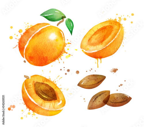Fototapeta Naklejka Na Ścianę i Meble -  Watercolor isolated illustration of apricot 