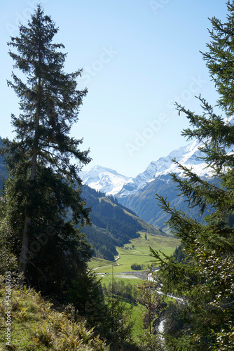 Blick durch hohe Tannen in das  Hollersbachtal photo