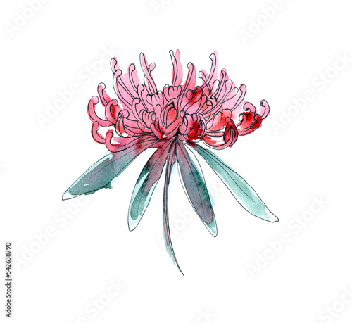 Australia flower sketch. flannel.Isolated on a white background.