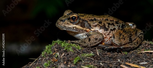 Closeup shot of a California red-legged frog perched on the wet soil against a dark background