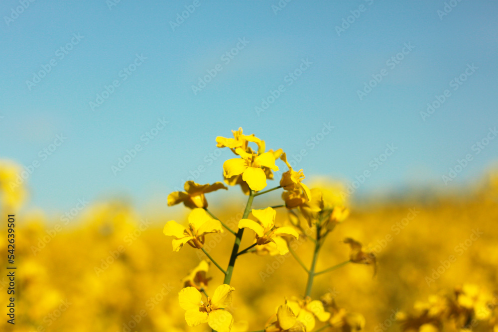 Obraz premium Yellow canola flower with unfocused canola field on the background. Selective focus