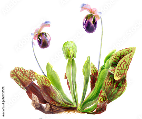 Botanical watercolor illustration of the predator plant Sarracenia. Flowers and leaves of a plant that eats insects.  Drawing of an Exotic Sarracenia flower photo