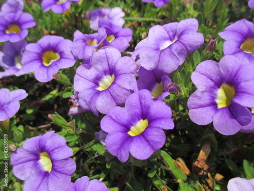 春の花壇に美しく咲き誇る、紫色が鮮やかなペチュニアの花