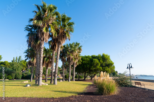 L'Ampolla Spain Costa Dorada Parc de Salut de L`Arenal palm trees in park photo