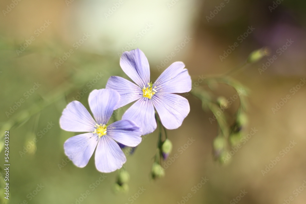linum lewisii linum lewisii