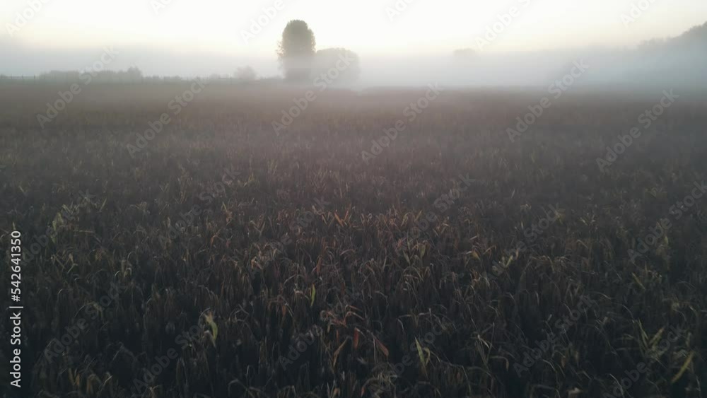 Champ de Maïs le matin dans la brume 4k drone près de la forêt