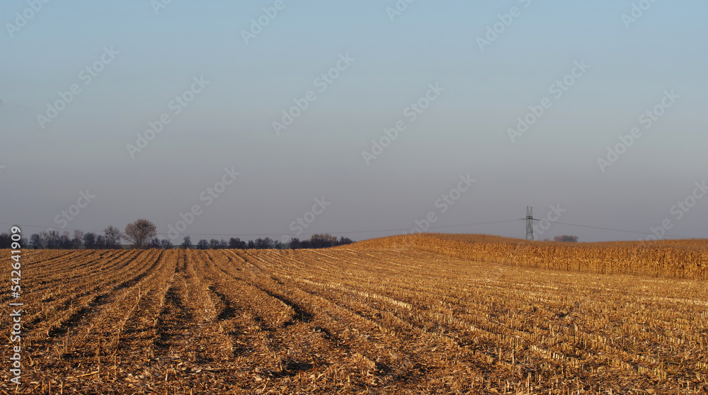 Wykoszone złote pola jesienią, uprawa kukurydzy. - obrazy, fototapety, plakaty 