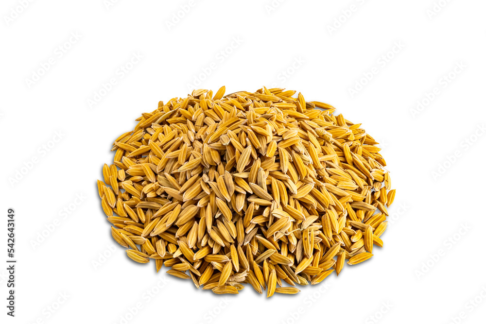 High angle view closeup pile of paddy rice isolated on white background with clipping path. High angle view closeup pile of paddy rice isolated on white background with clipping path.