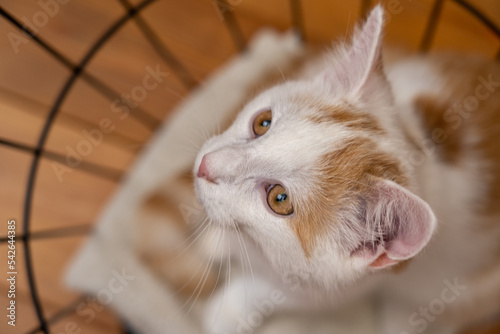 Junge Katze beim Dösen photo