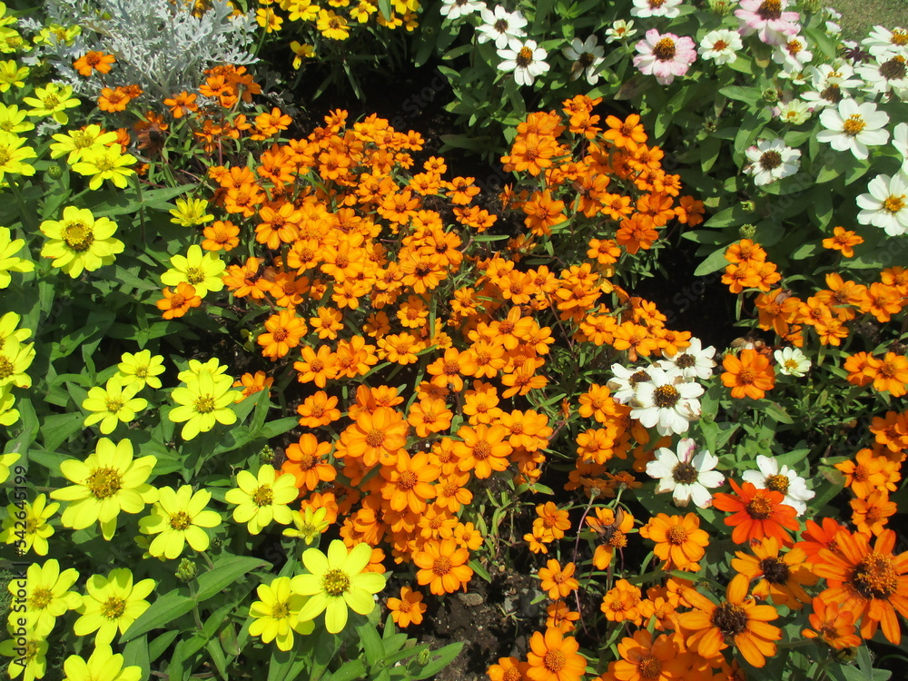 春の花壇に美しく咲き誇る、オレンジ色や黄色、白が鮮やかなジニアの花