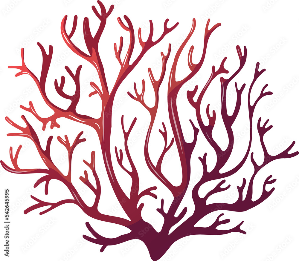 red coral illustration red coral illustration