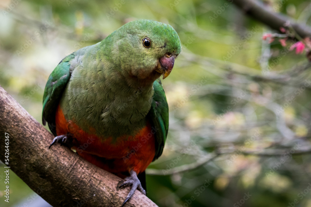 Obraz premium australian king parrot