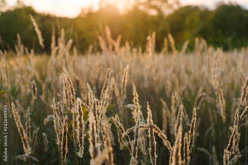 Calamagrostis arundinacea at sunset field. Bushgrass grass inflorescence. Copy space of the setting sun rays on horizon in rural meadow. Shallow depth of field. Abstract summer nature background. Calamagrostis arundinacea at sunset field. Bushgrass grass inflorescence. Copy space of the setting sun rays on horizon in rural meadow. Shallow depth of field. Abstract summer nature background.