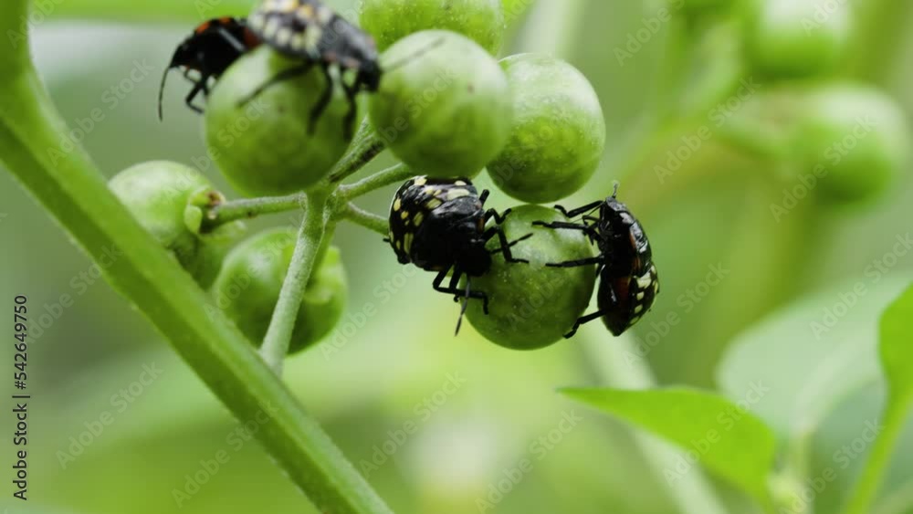 Several Southern green stink bugs whose bodies are shiny brown are perched on a wild grass fruit Several Southern green stink bugs whose bodies are shiny brown are perched on a wild grass fruit