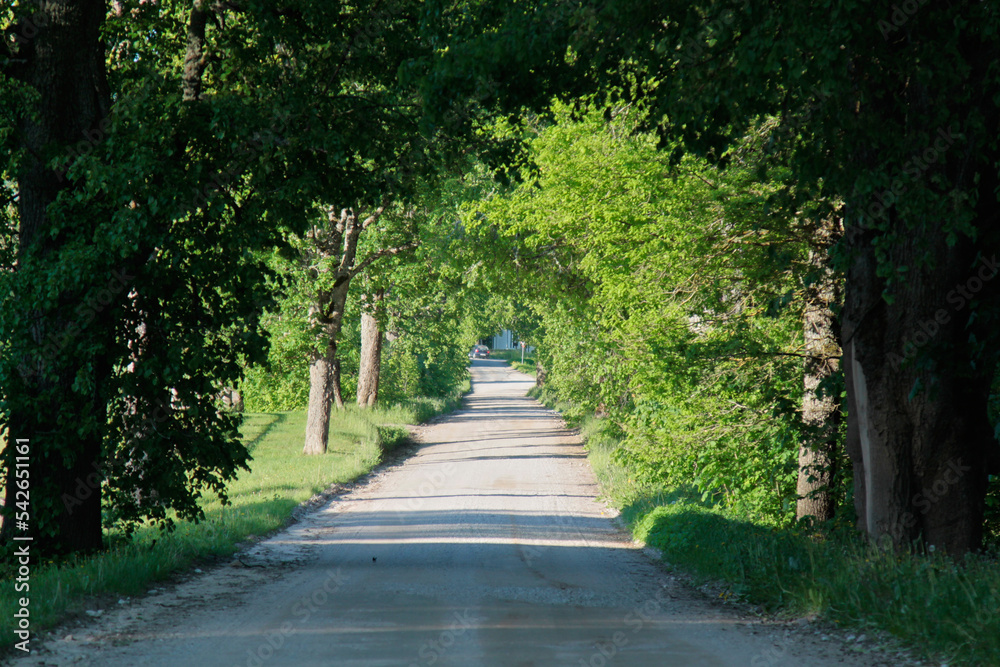Trees forming a green tunnel arch above a road. Selective focus Trees forming a green tunnel arch above a road. Selective focus