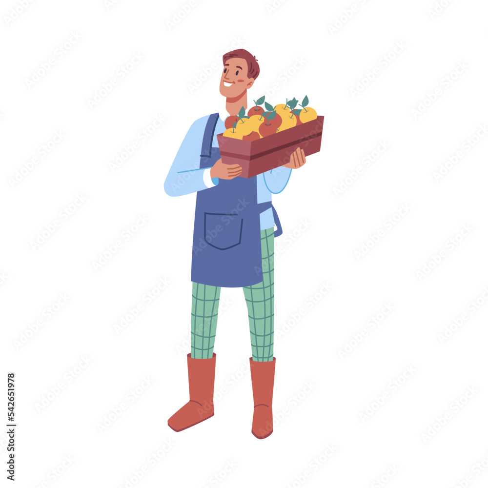 Farmer holding box of ripe harvested apples, isolated male character working in garden. Harvesting season on farm, worker in uniform. Vector in flat cartoon style